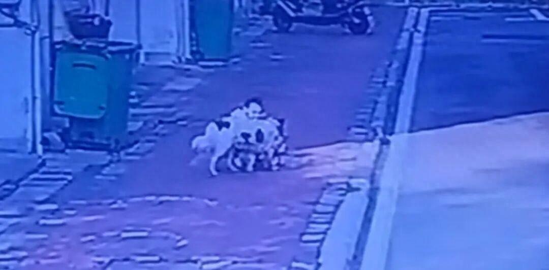 湖南株洲市沿河三村上演惊魂一幕，一条白色黑斑狗在短短几小时内连续袭击多人，包括一