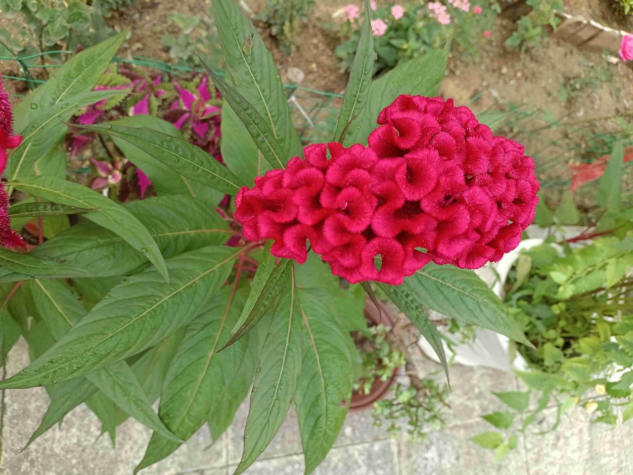 本来想，终于不用每天到医院去陪着妈妈治疗了，能在家好好休息一下，毕竟最近每天，紧