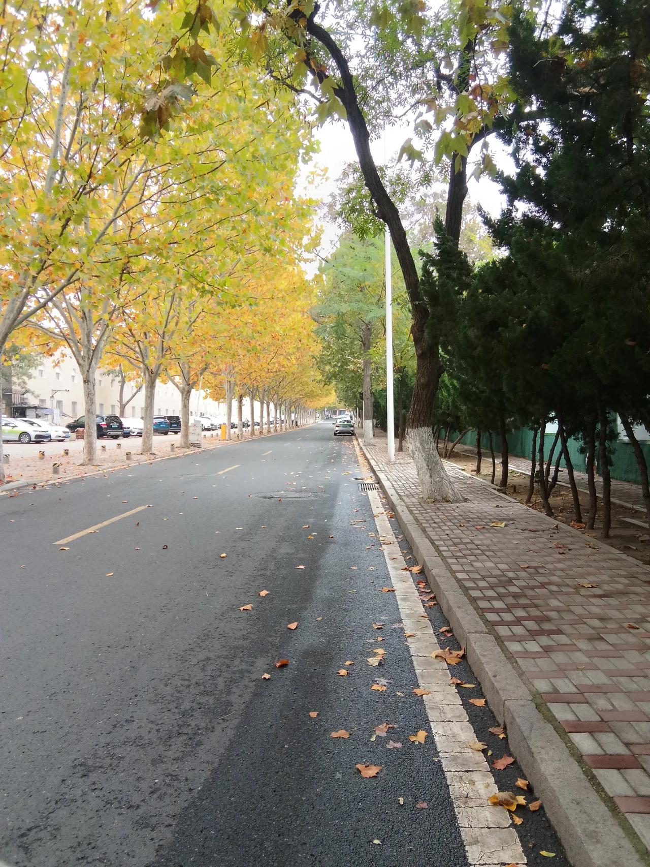 我家门前的冬日清晨