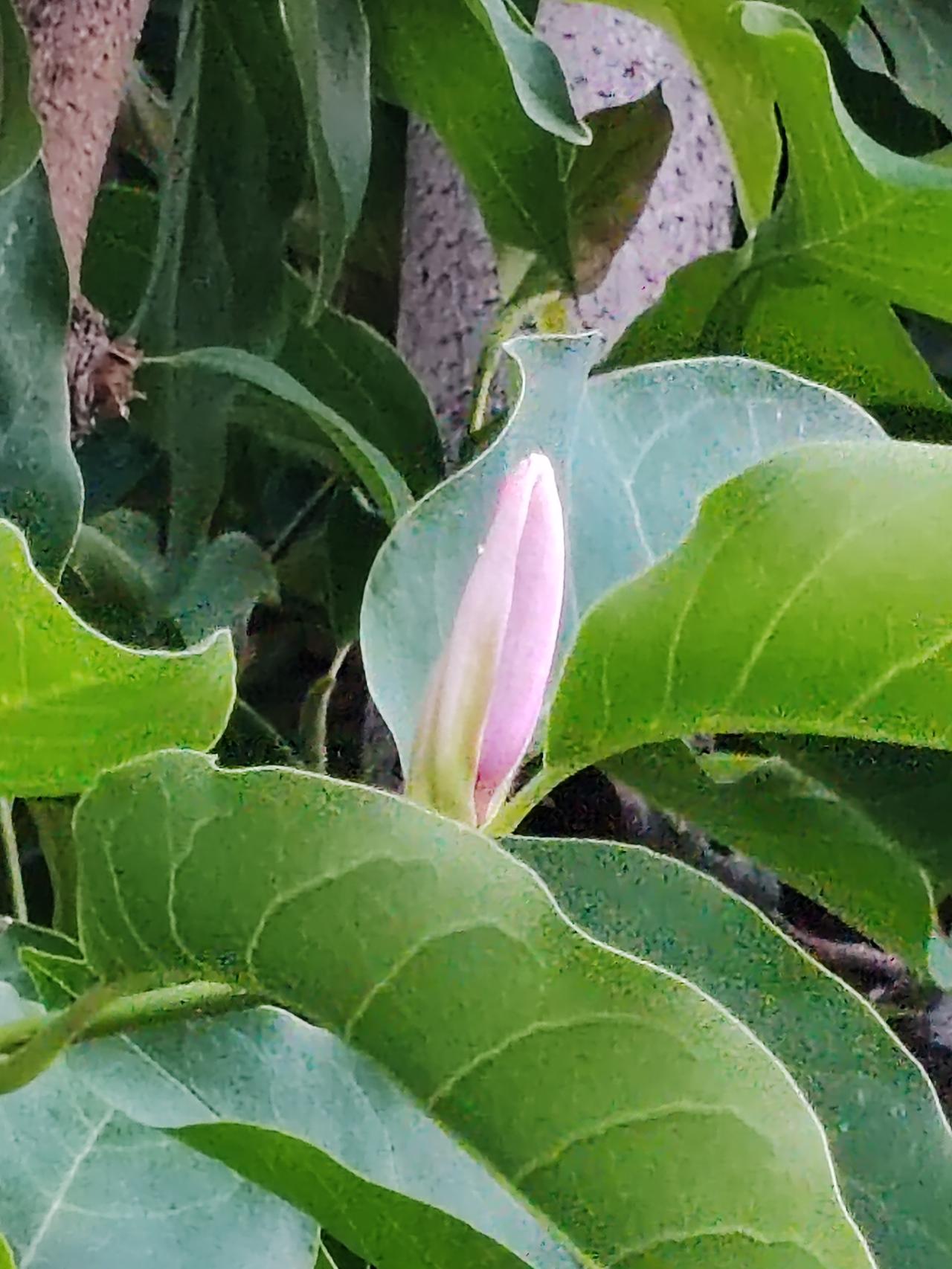 相册里的花花草草《玉兰误》夏日连阴冷，玉兰误当春。花蕾重又放，恐难得娇身。