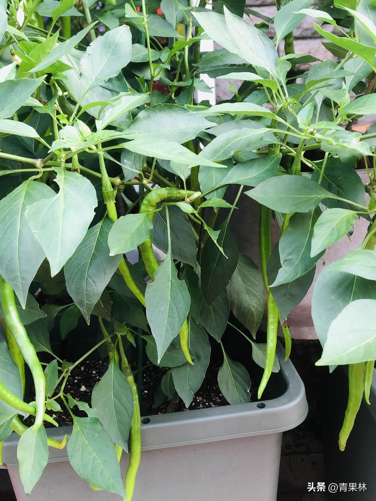 家有一方小菜园，瓜果、蔬菜长势喜人。豆角爬满藤架，青桃挂满枝头，茄子、辣椒、西红