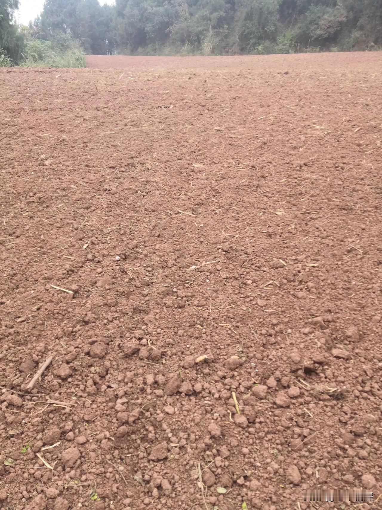 2025年12月8日，闲着无事，上山坡去看看美丽的农村风景，在家里面也是闲着，今