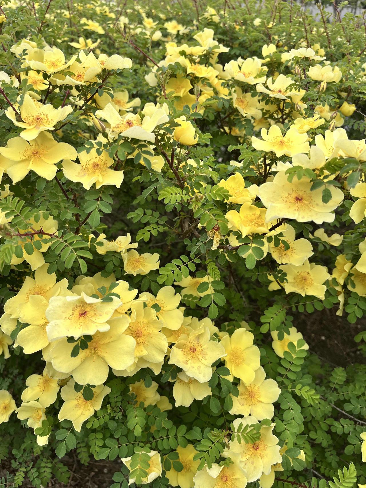 失去亲人的痛苦看似随着时间淡忘，某一瞬间泪流满面

一、我是个不孝女，忘了娘具体