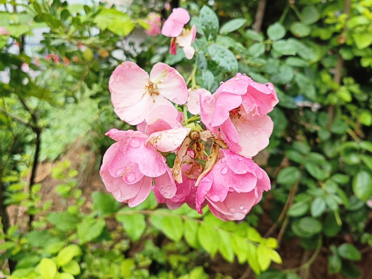 夏日繁花，兀自盛放，依旧动人。不念过往得失，不忧来日未知，安心活在当下，好好珍惜