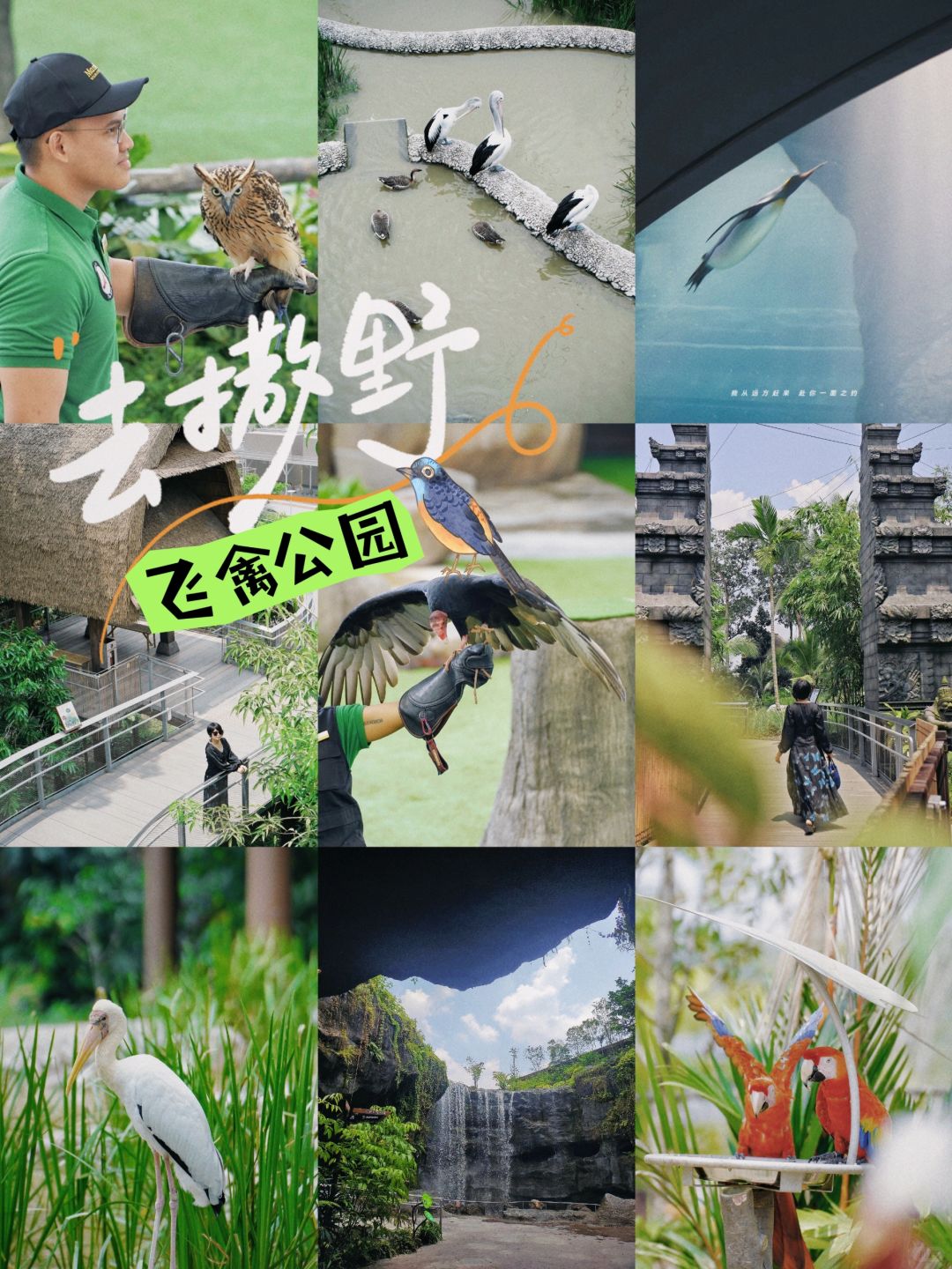 新加坡旅游｜亚洲地区最大飞禽公园