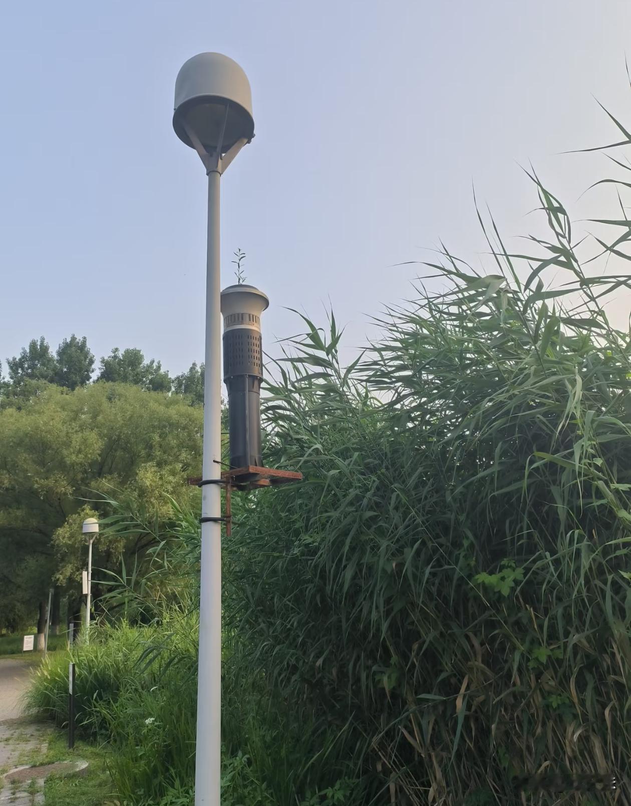 这路灯上放了个啥东西？
