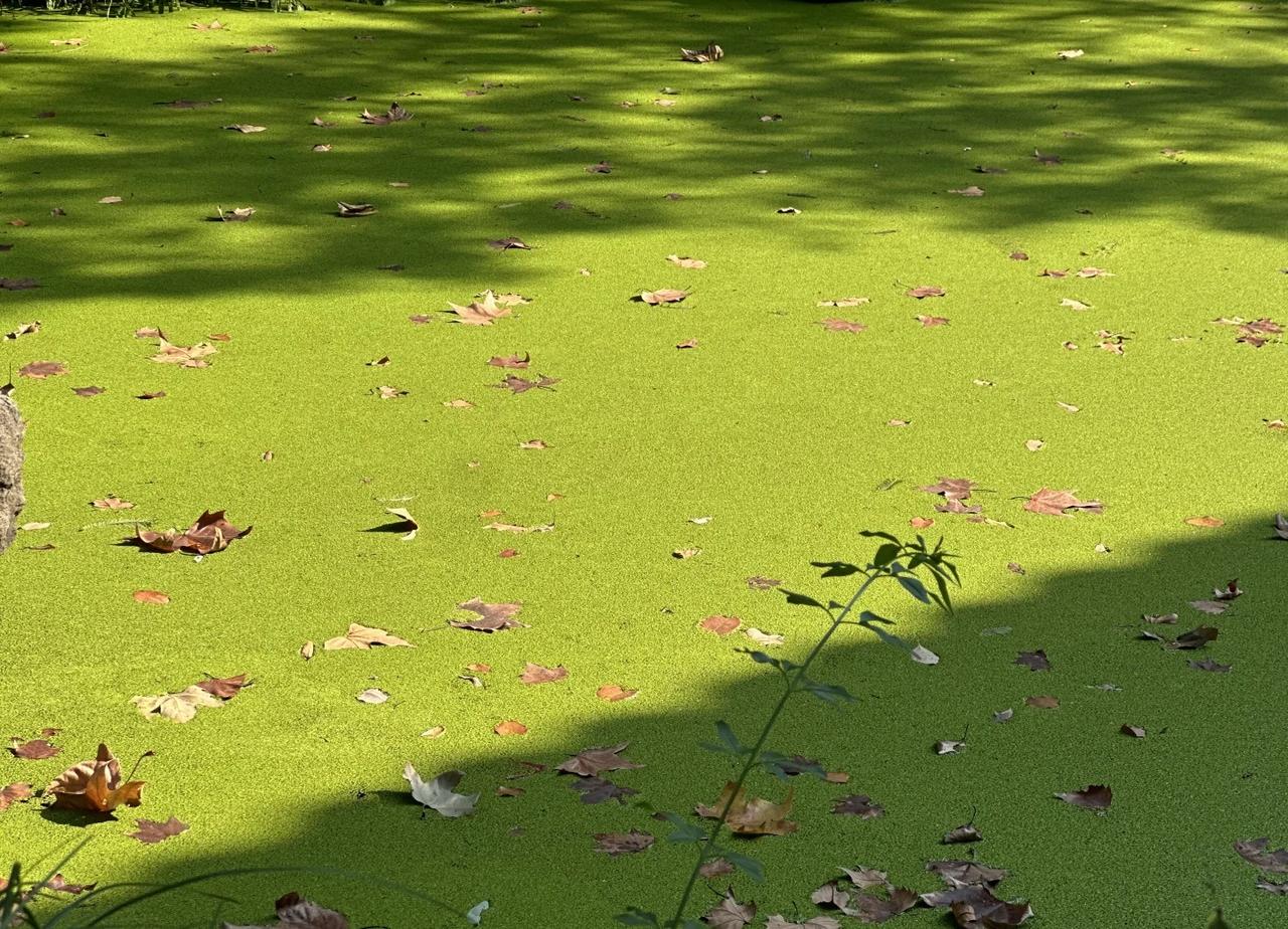 高家花园｜抹茶慕斯撒了焦糖脆
阳光是个调皮的画师
抹茶慕斯上撒了点 焦糖脆
又在