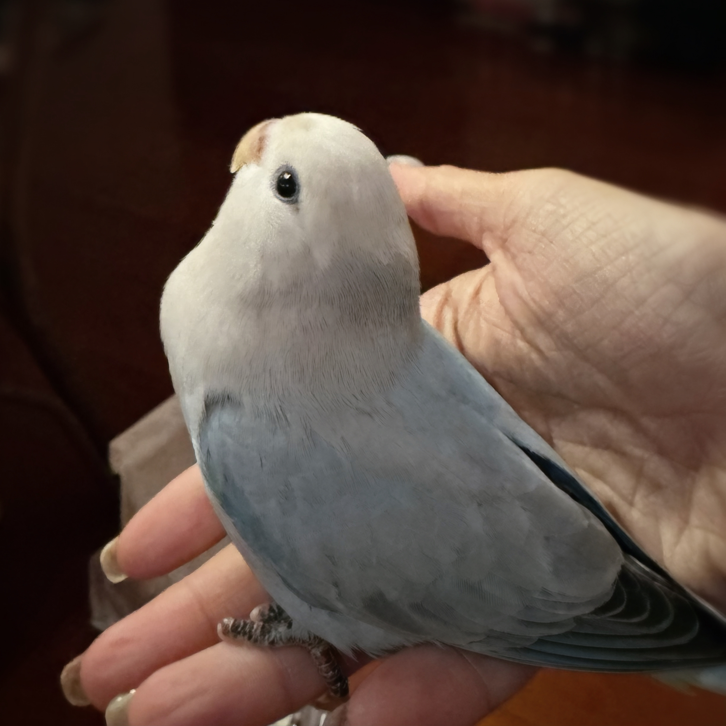 我家🐥长得真俊 