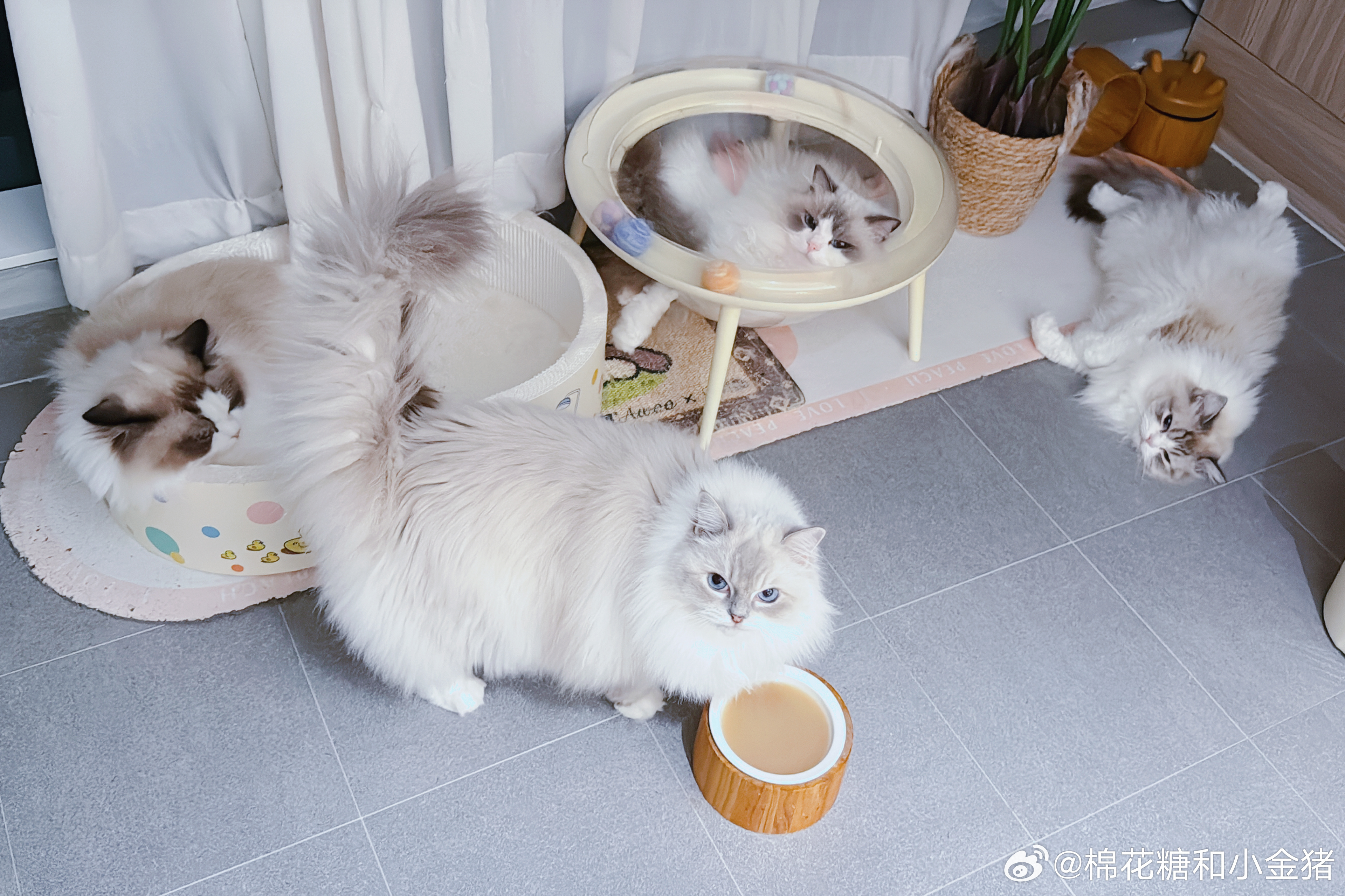 ss喝口汤，三个围观群众