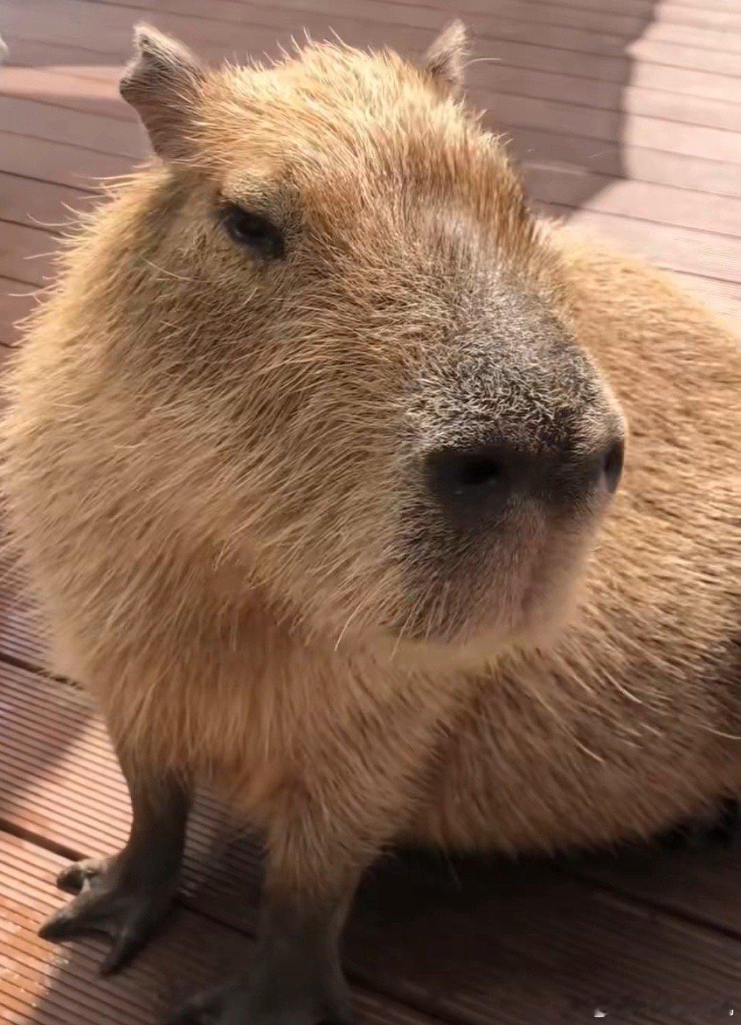 有没有人动物塑是卡皮巴拉的，如下图(看着像好几个人 但是一时说不上来) 