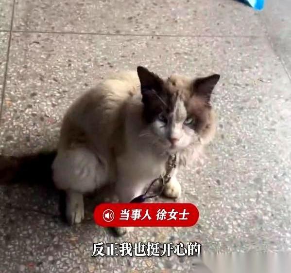 “悬赏300！”
浙江衢州，徐女士拿着刚印出来的寻猫启事，一张张往电线杆上拍。猫