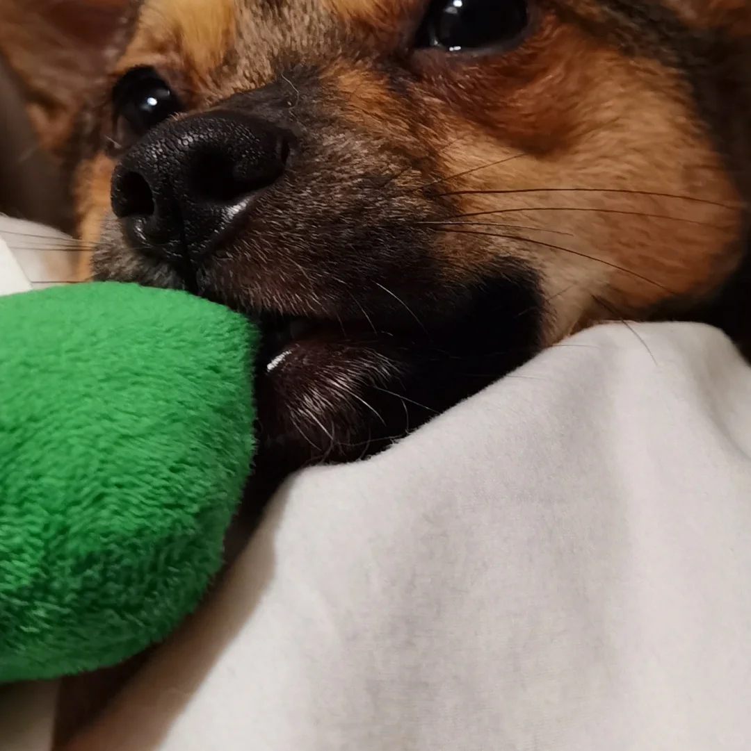 妈咪酱，晚上我想叼着玩具睡觉