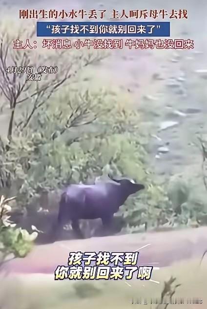 解释不清了！安徽，一头母牛把刚出生不久的小牛弄丢了，牛主人呵斥母牛道：“赶紧去找