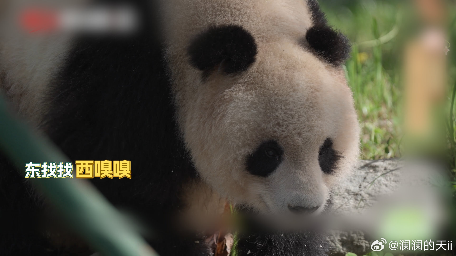 【在汶川天台山看熊猫野化毕业】天台山野培熊猫迎来毕业季，三组母幼结束两年山林历练