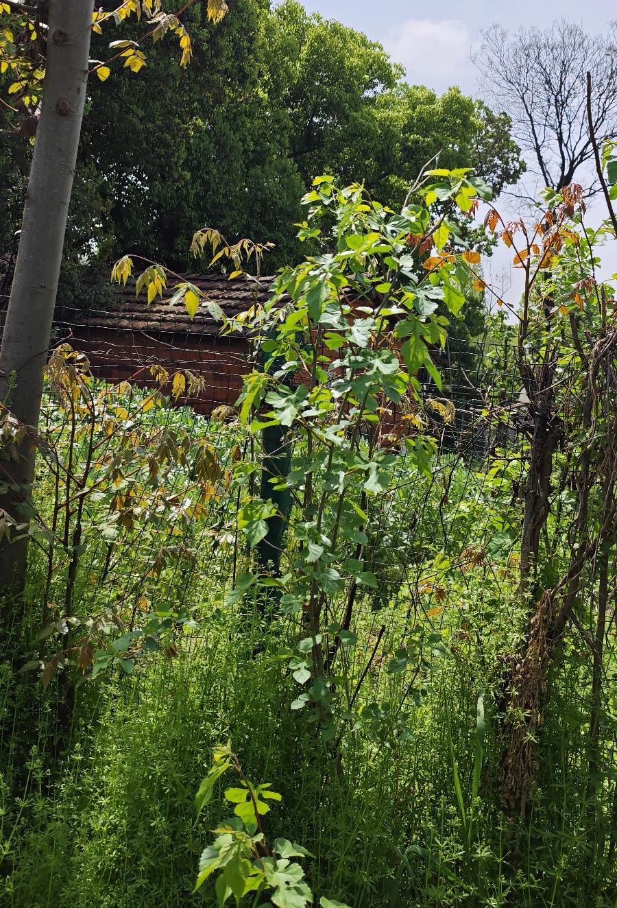 姑姑在农村生活了大半辈子。
提到下地就摇头。
我们从城里回来，却爱上了这里。
这