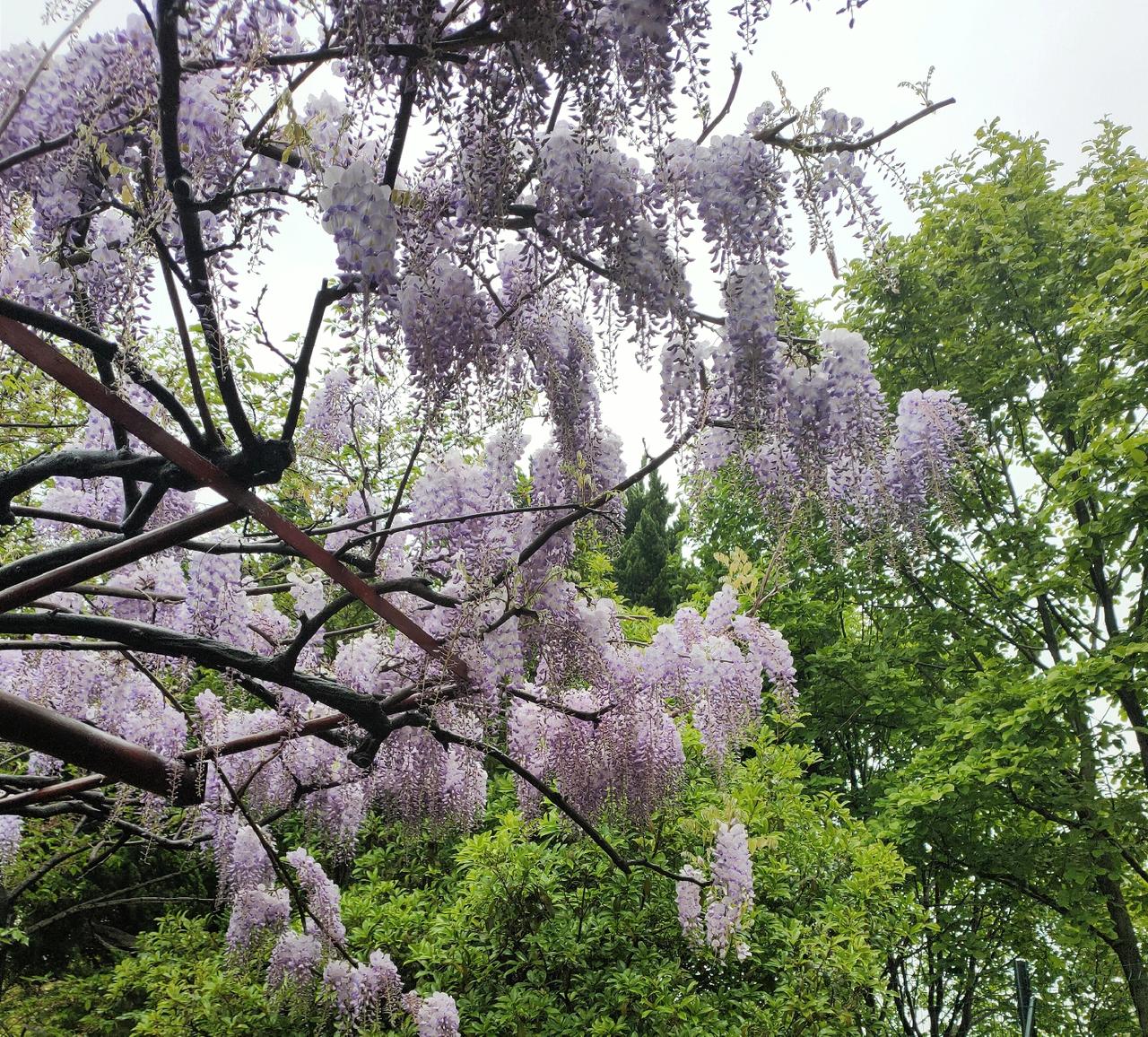 紫藤挂云木，花蔓宜阳春——李白

（简洁而生动地描绘出紫藤花依附高大树木，在春日
