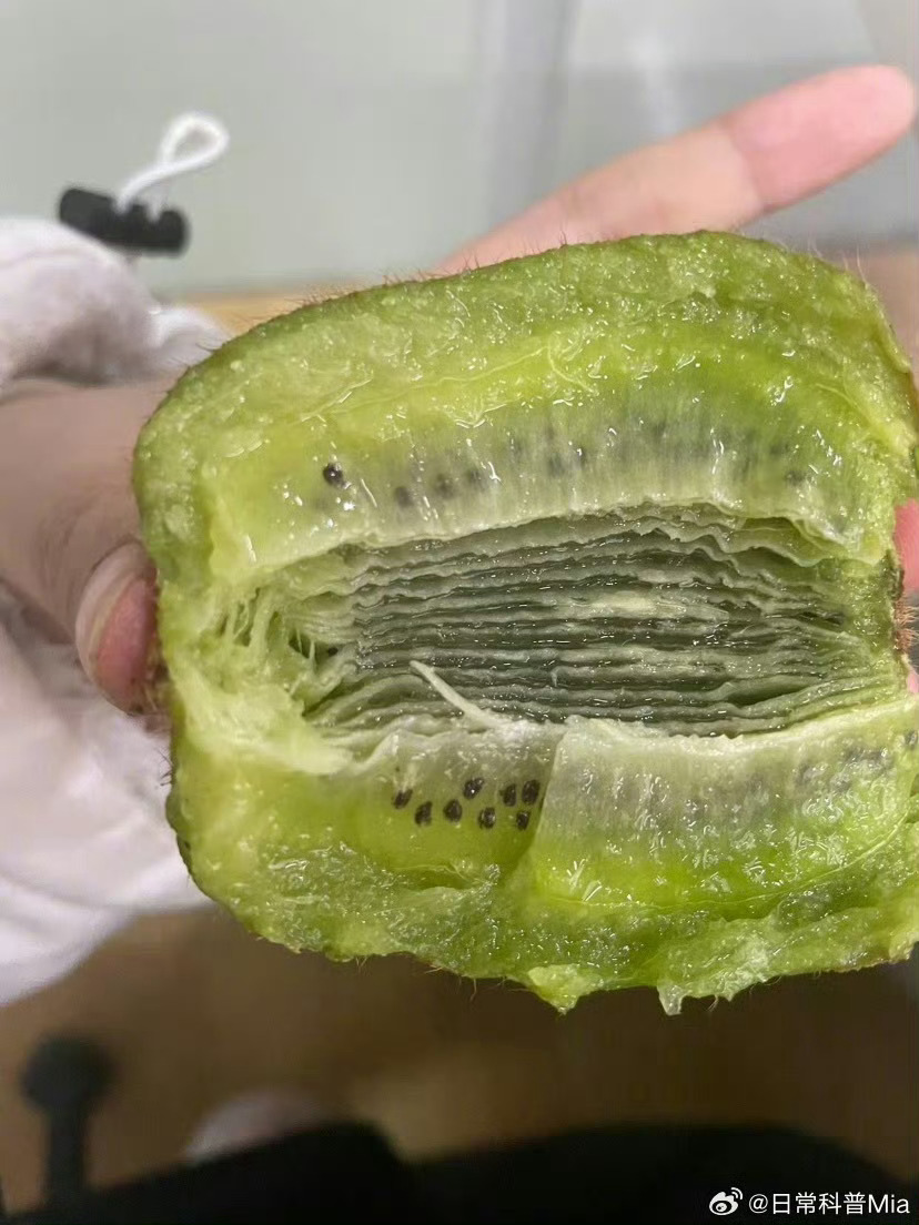 长大了就是跟小时候不一样成熟的猕猴桃是一片一片的爆笑段子研究所