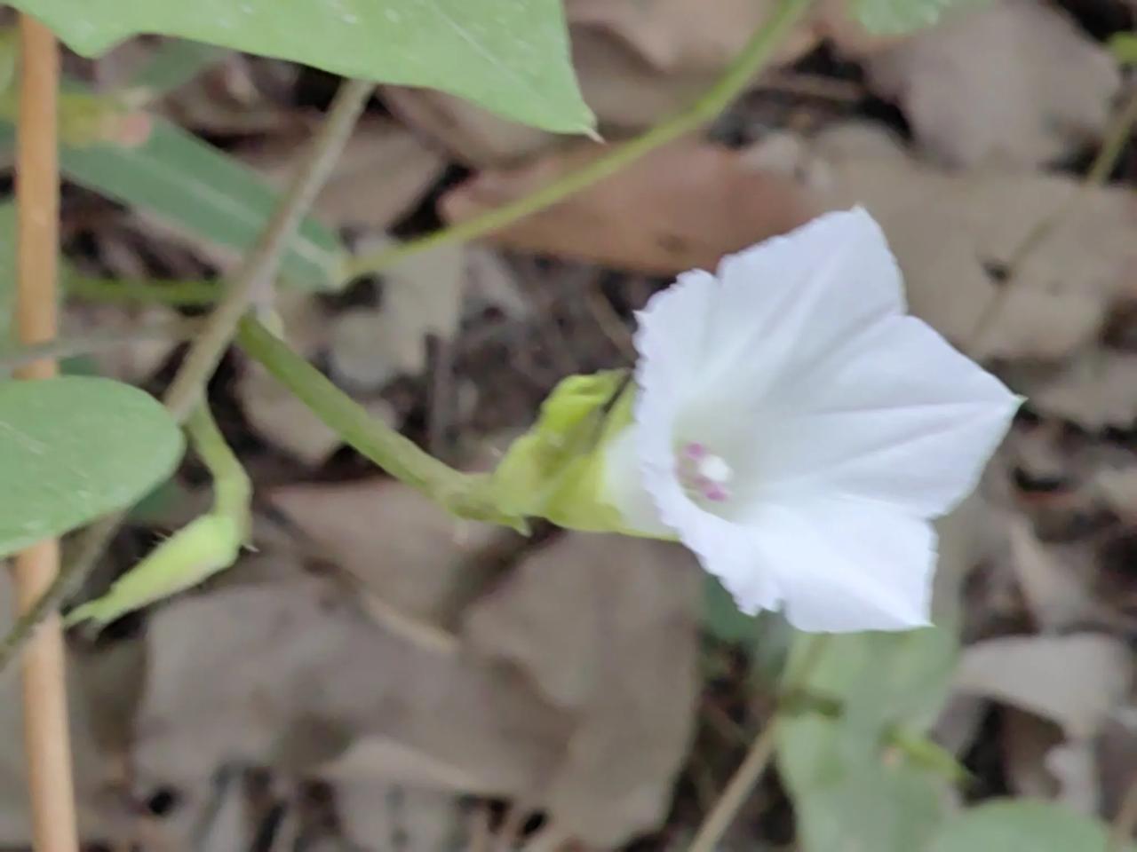 今天上午去小菜园种菜，发现两天前种的四月慢已经冒出了小芽，两片嫩生生的小芽，让人