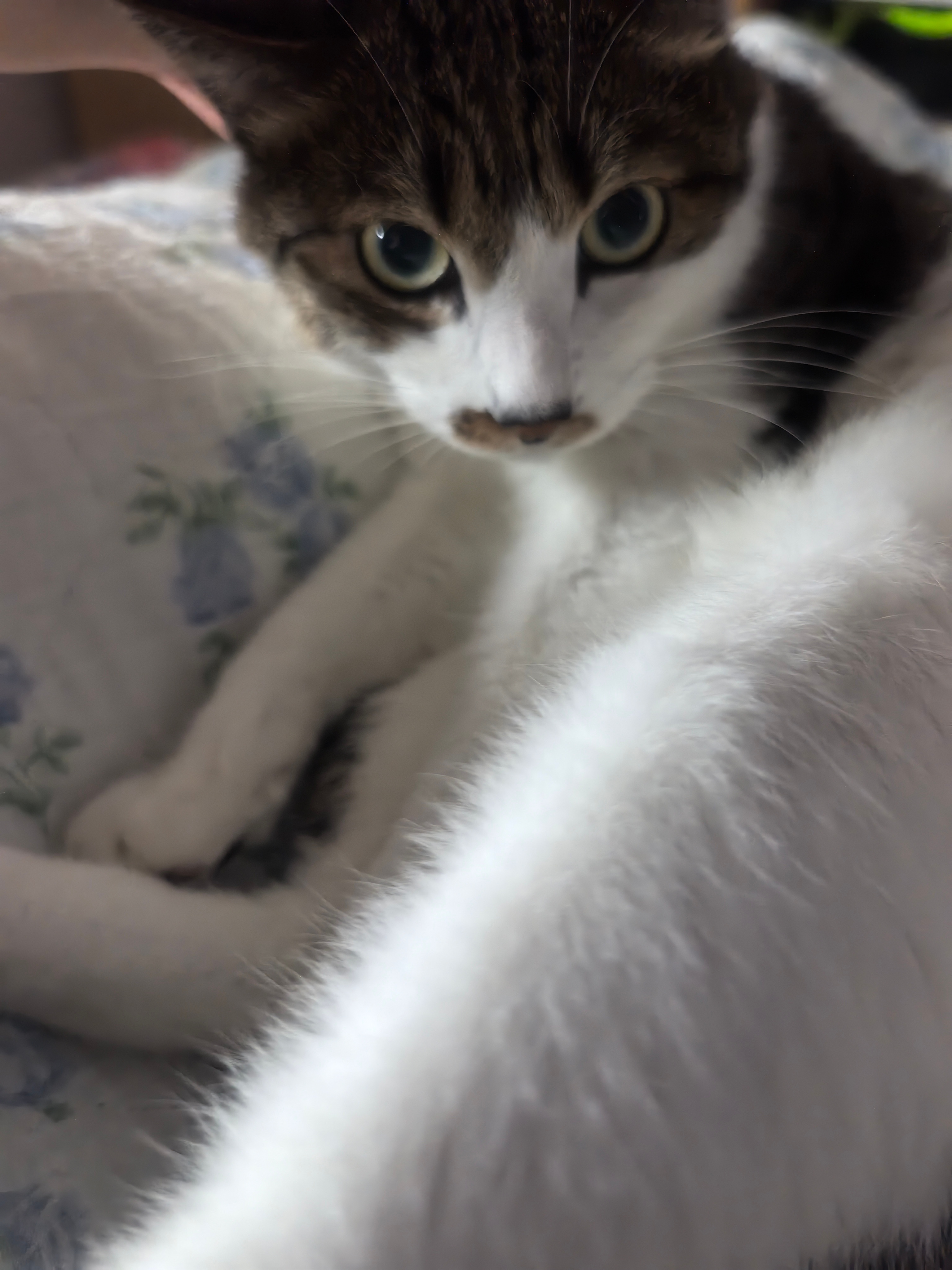 回北京，再发一波豚猫