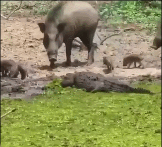 野猪攻击入侵的鳄鱼 ​​​