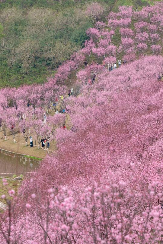 现实版“三生三世十里桃花”6️⃣号线地铁直达