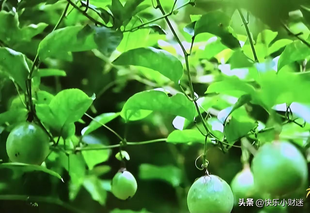 @麻辣麻尼