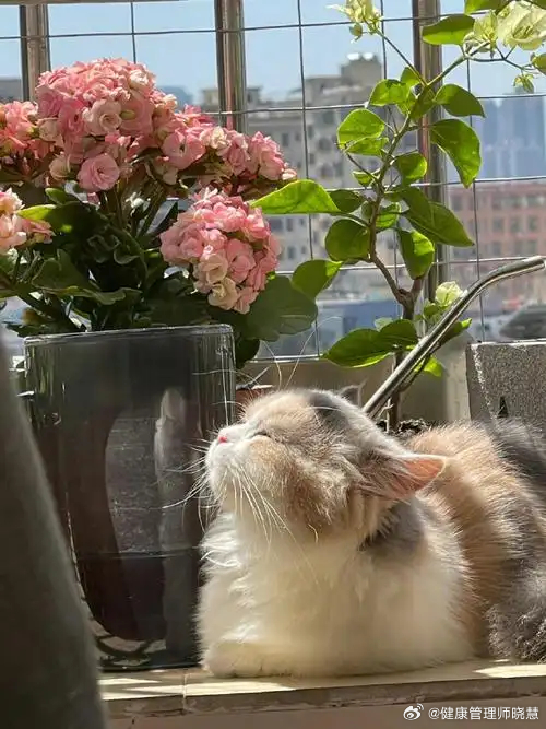 晒太阳时身体会经历哪些变化健闻登顶计划 我可太喜欢晒太阳了！我常被问到：“吃什么