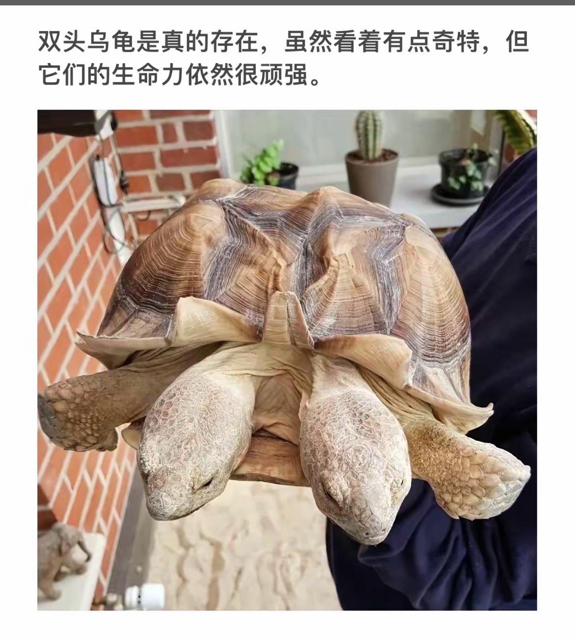 探秘双头乌龟的奇妙世界！