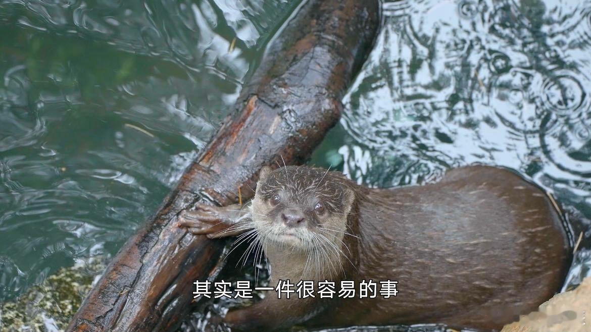 胡歌刘诗诗拆解水獭粪便 的公益环保节目首秀，和一起收集水獭粪便，还耐心地拆解每一