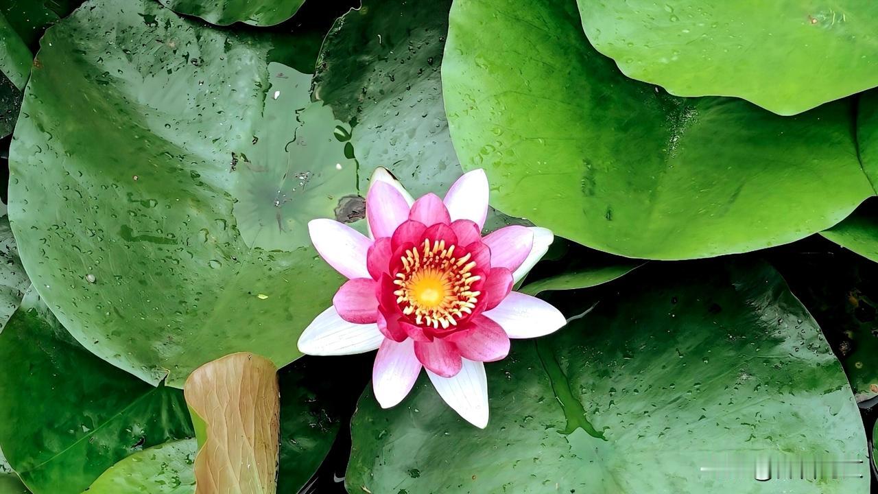 分享一张随手拍的花。莲花