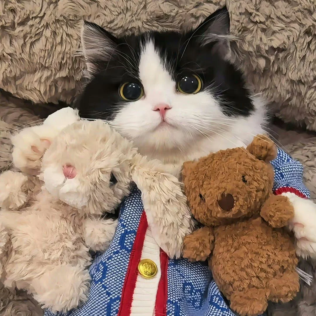 猫：小小年纪我就已经左拥右抱了