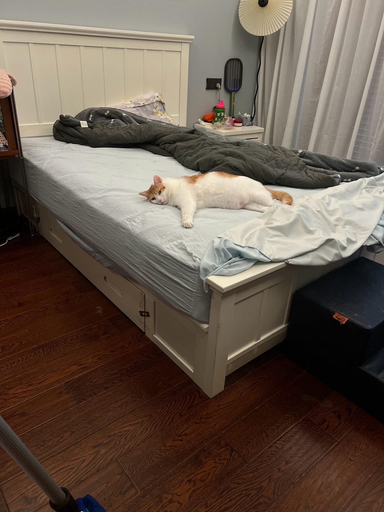 这个猫是会碍事的诶，赖在这里不肯动让你被子都叠不了[允悲]