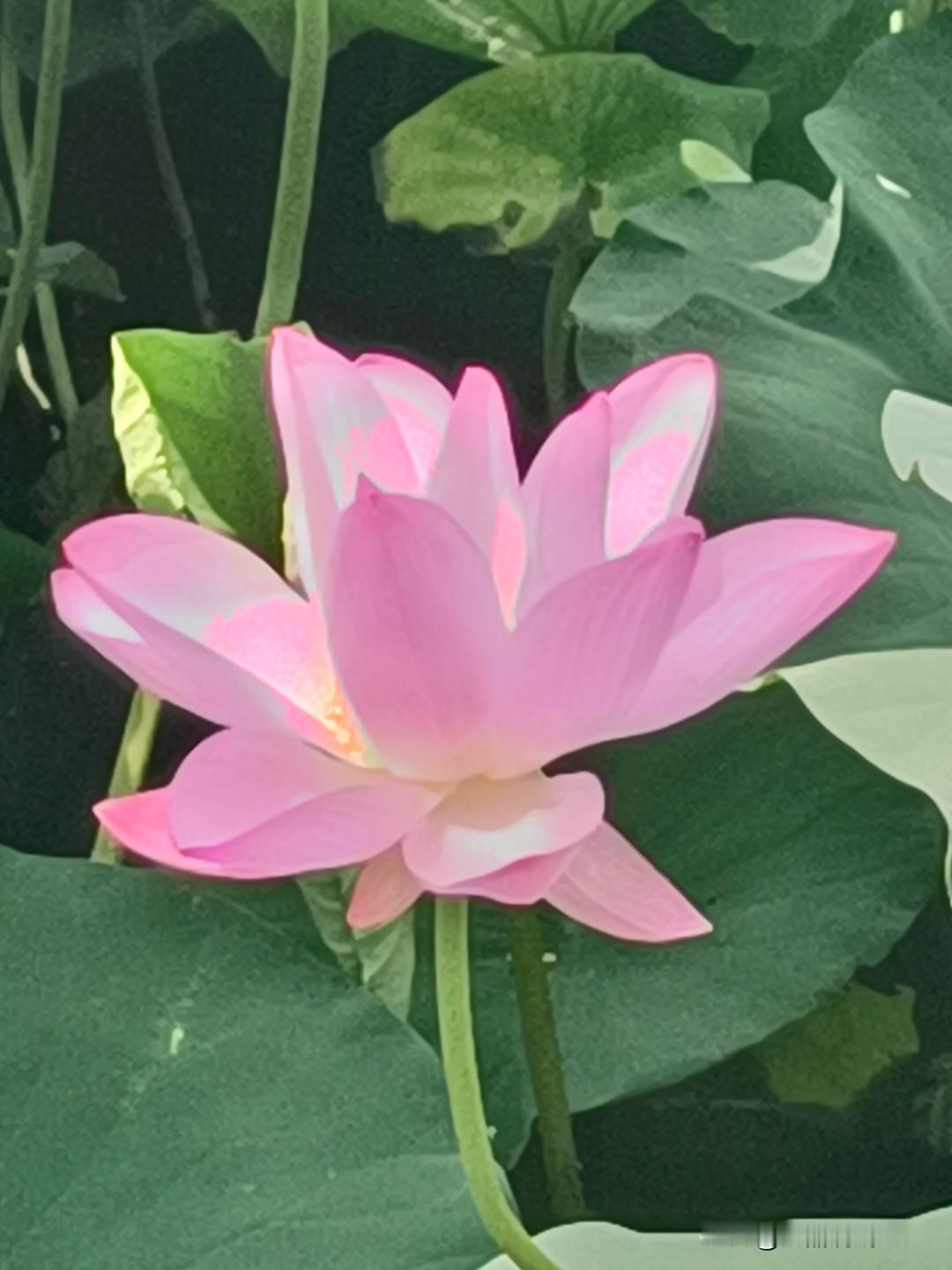 上联：夏雨荷花艳
下联：冬雪松枝美

对联好不好？
夏荷艳不艳？
青松美不美？