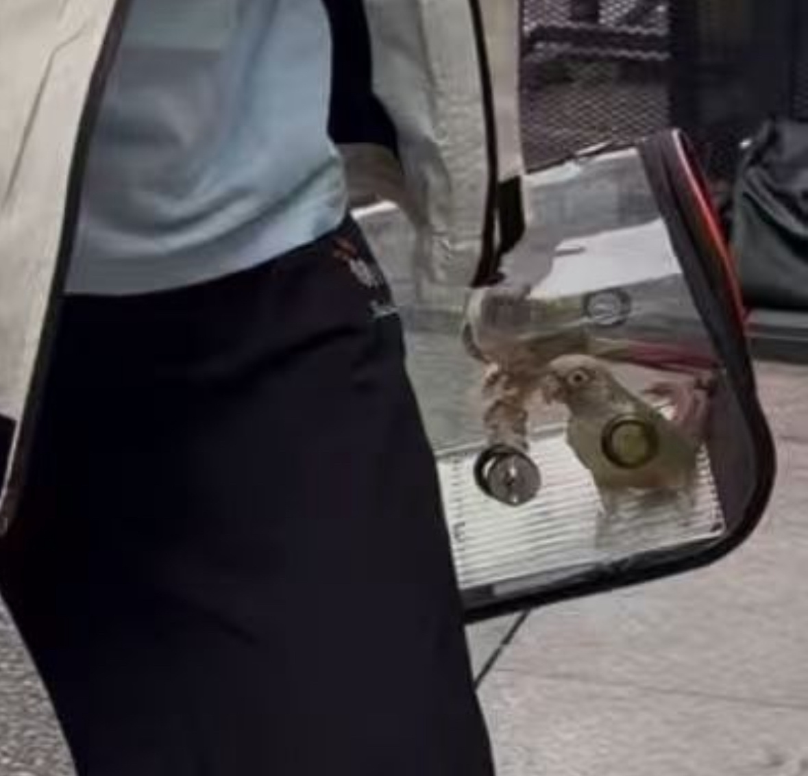 咋还带俩挂件上班他俩也要出道吗 