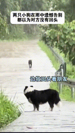 雨中话别依依不舍，可惜每次回头都错过了！


恋爱脑真的看不得！
这是个悲伤的故