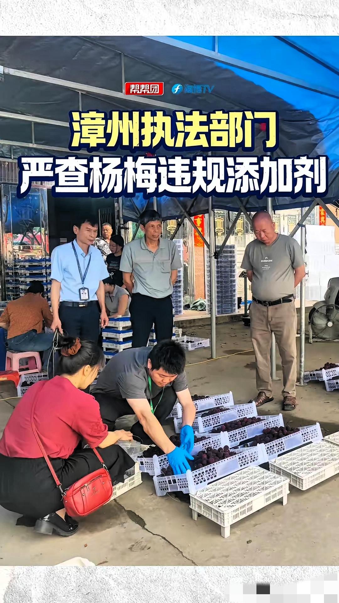 太恶心了！漳州，多个杨梅收购点被曝用8000倍甜度三无甜味剂浸泡杨梅，单家收购点