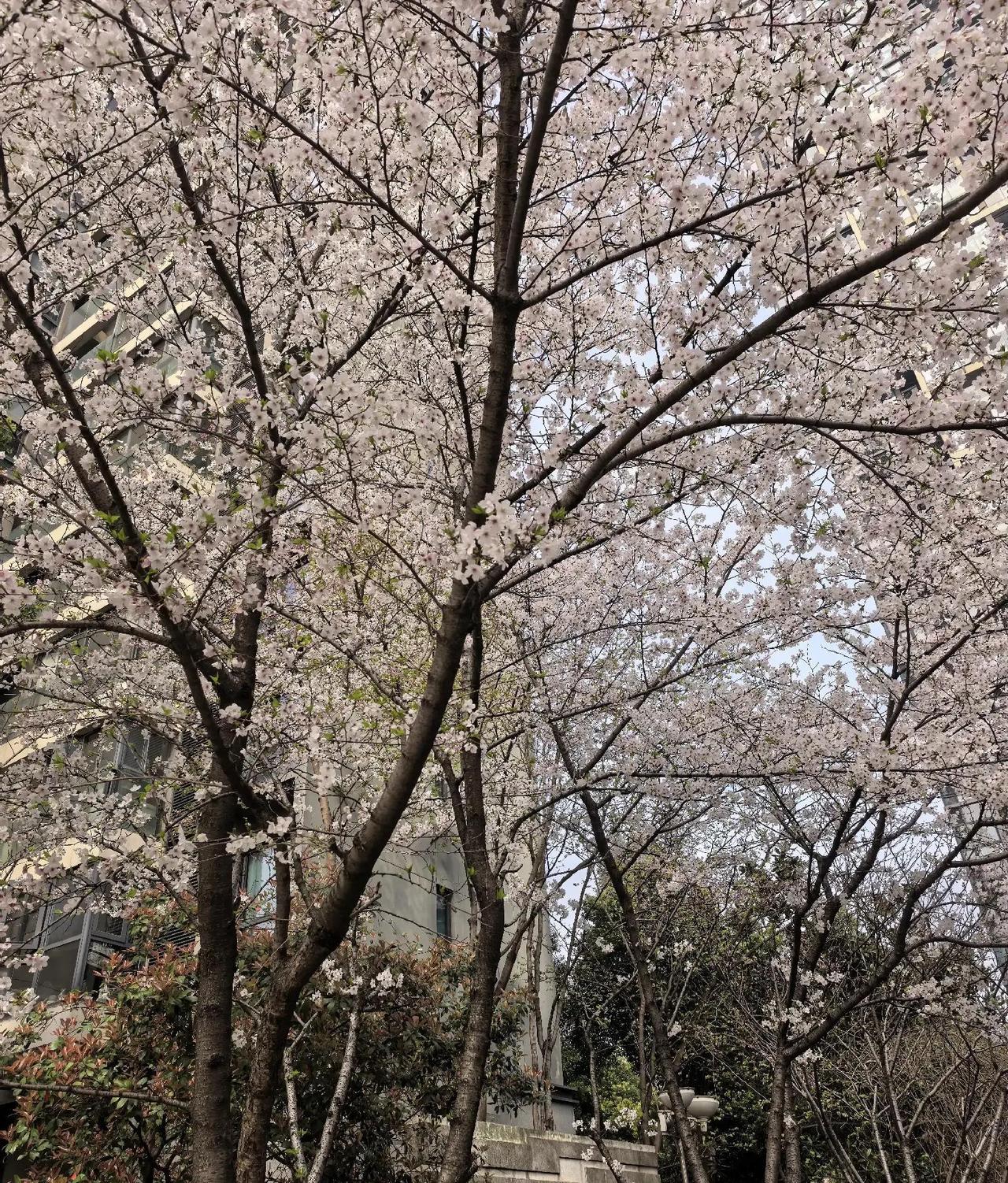 双鱼座的慢性病，为什么总在2024年反复折磨人？皮炎痒到抓心，过敏年年上身，哮喘