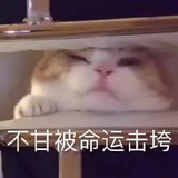 韩朗爱品国内