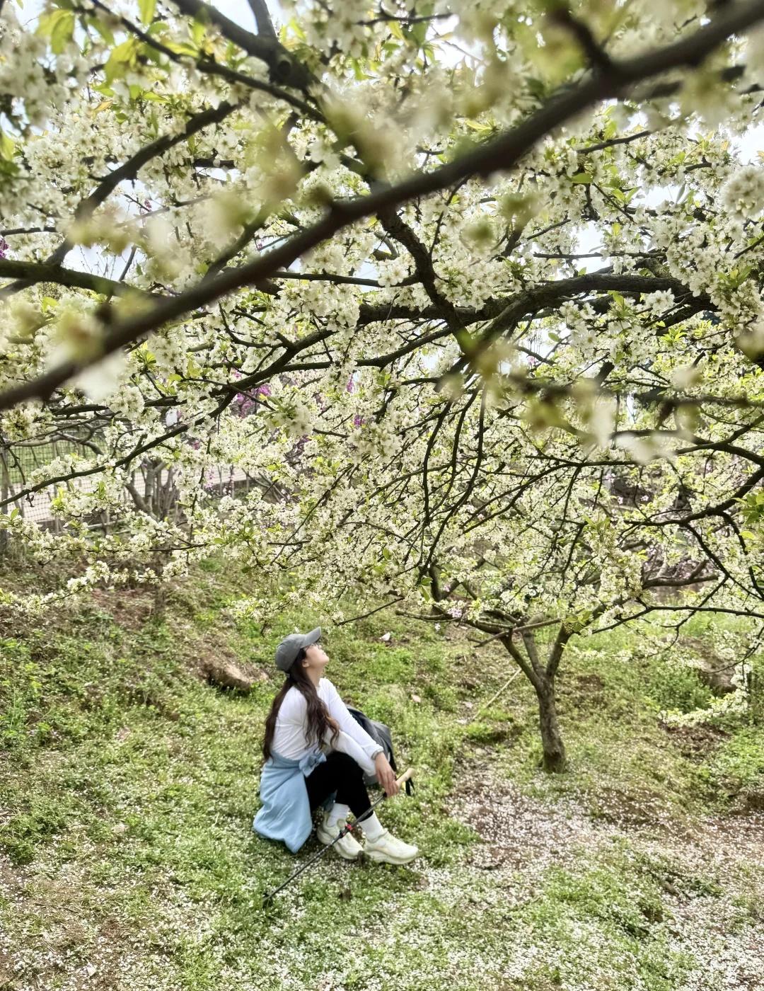 3.10实拍！龙泉山这棵百年李子花树，拍照绝了
龙泉山的这颗李子花树，真的巨大！