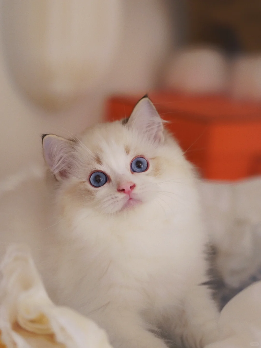 KERR布偶猫｜尴尬期捡漏价🏠
