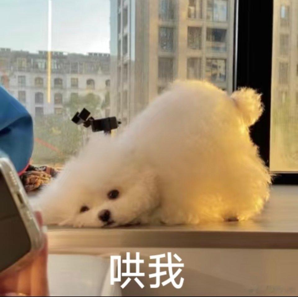 刘学义今天生日会出来玩一会吗，会吗会吗会吗？！？！一年三部剧的梦想已经泡汤了，那