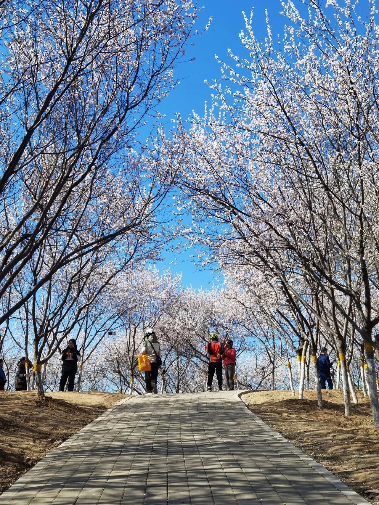 石家庄龙泉大桥旁的山桃花开了，这是一处小众景点，却是网红打卡地，恰似人间仙境，每