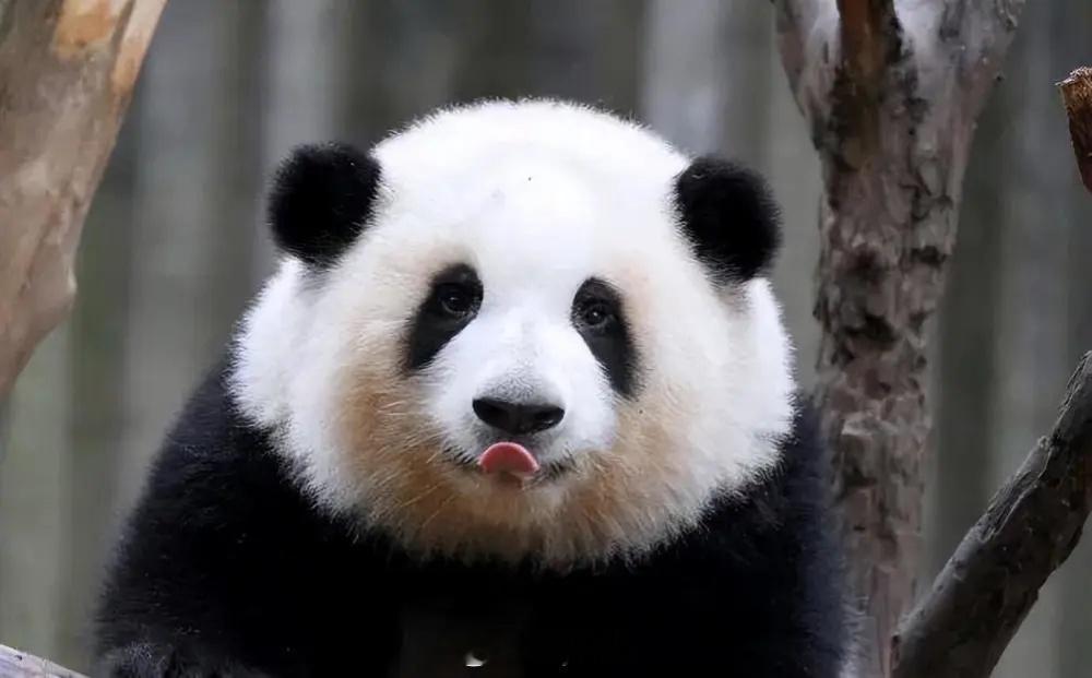 不信你试试成年的大熊猫在野外几乎没有天敌