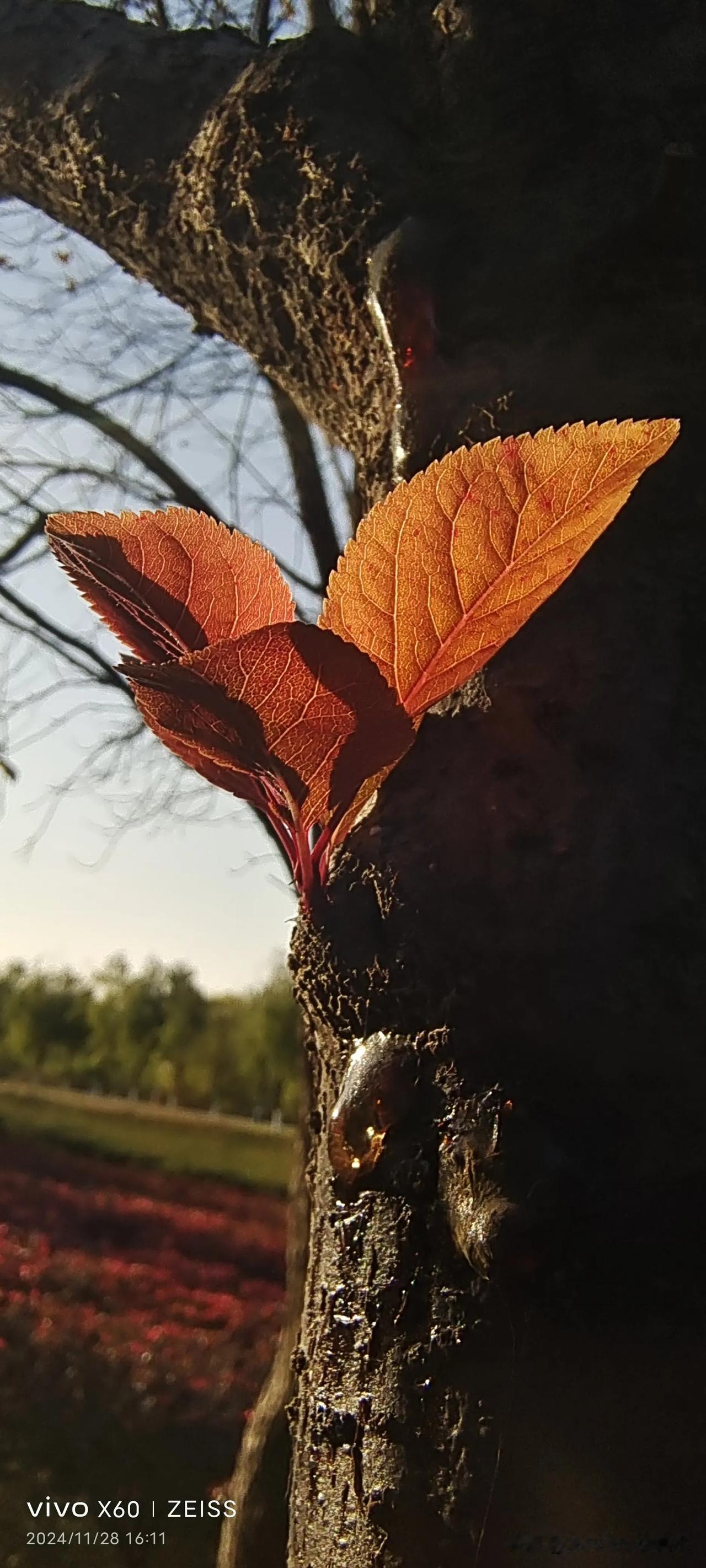 随手拍红叶树叶