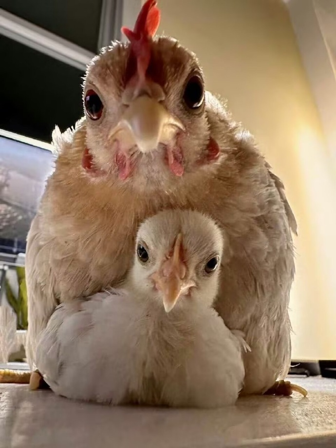 是拉泰的birdie，是小黄鸡，是没毛鸡仔，是大公鸡，是叨人母鸡，是玄凤鹦鹉，是