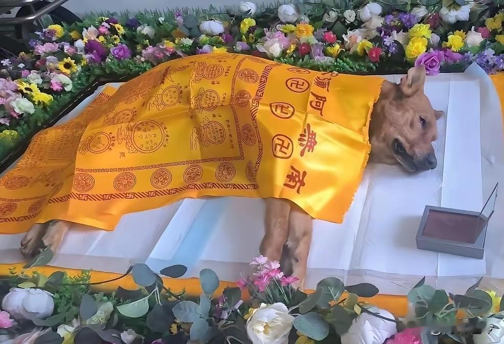 宠物离世大办葬礼，过度仪式该叫停了
 
狗死了，仪式搞得很隆重，这就有点过分了，