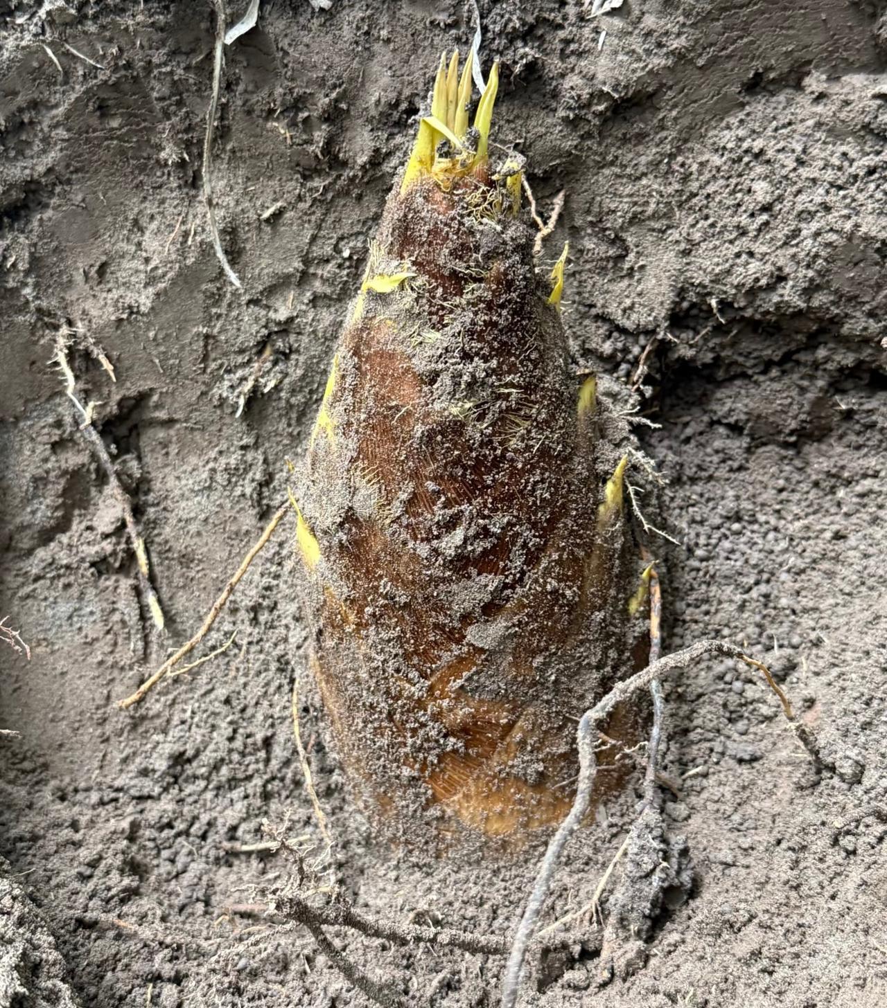 挖笋的快乐谁懂呀？！
每年的三四月份
最开心的事情就是回家挖笋了
大早上扛着锄头