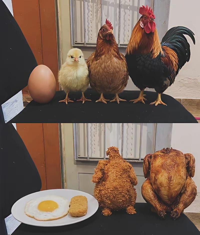 从鸡蛋到变成大鸡，这传奇的一生啊，一张图就可以看透一切了。[黑线]