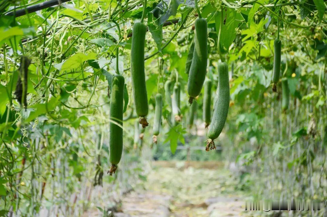 【丝瓜汤再次成为关注对象！家有鼻炎孩子的，吃丝瓜时要注意2件事】
最近门诊上，不
