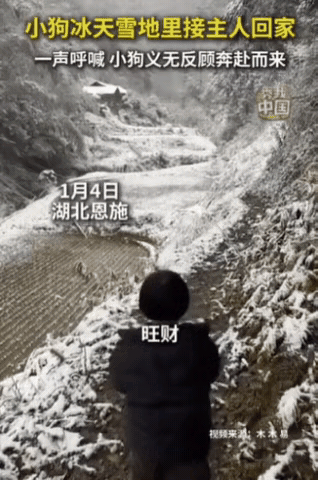 暖到心窝！新华社转发的雪天瞬间：村口小狗闻声奔来，眼神里全是欢喜。
 
湖北一女